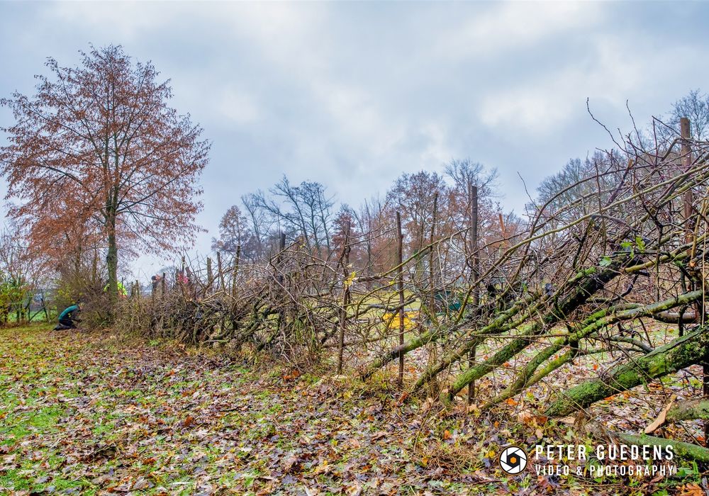 Heggen Leggen | Workshop Regionaal Landschap Lage Kempen | November - December 2021